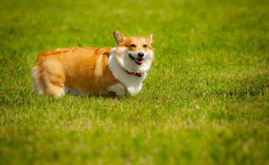 Cute smiling corgi dog in summer