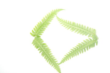 Pteridium aquilinum also known as eagle fern and Eastern brakenfern on a white isolated background