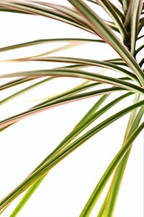 Freigestelltee Palmenblätter von einem Drachenbaum (Dracaena) als Zimmerpflanze