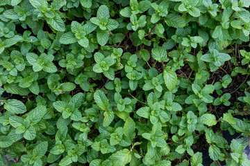 Green mint in plant vegetable garden