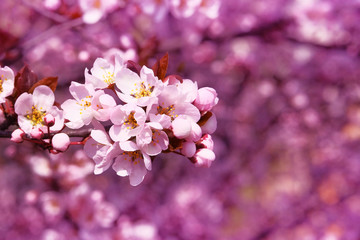 Spring blurred background of nature, pink color. Apricot flowers blooming with white bright petals. Greeting card for Womens day. Blooming garden.