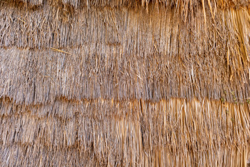 Thatched roof covered with dry grass or Imperata cylindrical. Traditional roof Asian house background and texture.