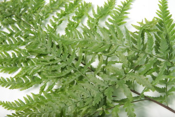 Picture of common lady-fern / Athyrium filix-femina leafs on a white isolated background