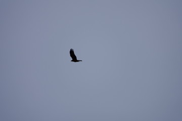 Eagle flying in the sky