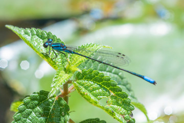 Blue dragonfly standing on leaves