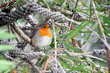 beautiful bright bird robin on a tree branch 