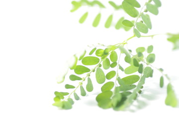 Meniran / Phyllanthus urinaria, one of herb that can use for herbal medicine. Shoot on an isolated white background.