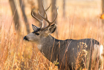 Bull Mule Deer - A close-up view of a bull mule deer standing in a mountain forest on a bright Autumn evening. Chatfield State Park, Colorado, USA.