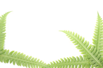 Pteridium aquilinum also known as eagle fern and Eastern brakenfern on a white isolated background