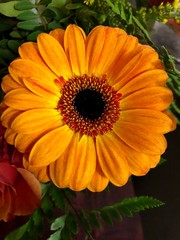 orange flower