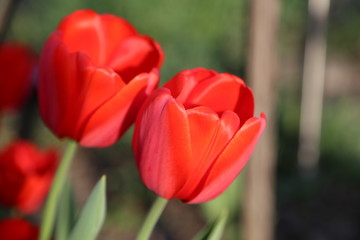 Fototapeta premium Eine rote Tulpe