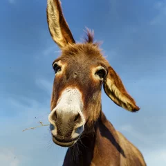 Foto op Plexiglas donkey © Virgil