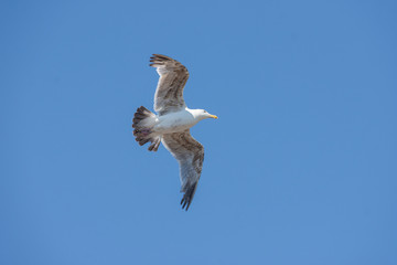medium wide shot of white seagull flying high in the clear blue sky with open wings towards camera right