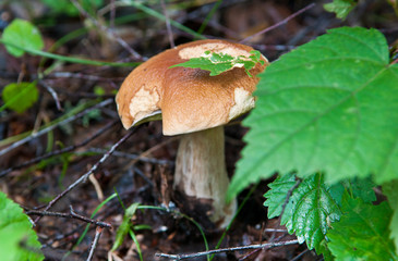 Boletus edulis (penny bun, cep, porcino or porcini). Mushroom in summer forest