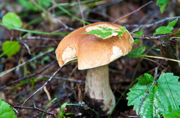 Boletus edulis (penny bun, cep, porcino or porcini). Mushroom in summer forest