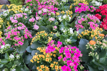 Fototapeta na wymiar Assortment of spring flowers at a gardening center