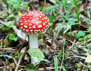 Amanita muscaria in a forest