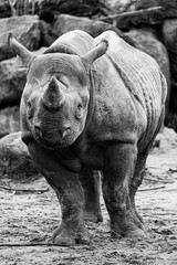 Black Rhino