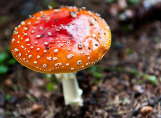 Amanita muscaria in a forest