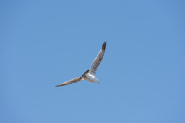 an isolated white seagull flies high in the clear blue sky away from the camera with wings spread