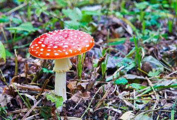 Amanita muscaria in summer forest