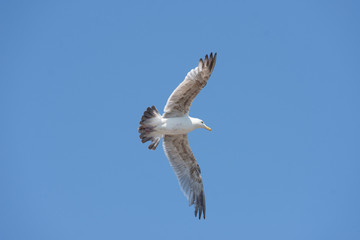 medium wide shot of white seagull flying high in the clear blue sky with open wings towards camera right