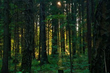 Summer forest at the end of the day