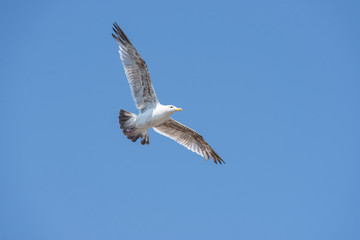medium wide shot of white seagull flying high in the clear blue sky with open wings towards camera right