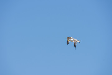 an isolated white seagull flies high in the clear blue sky towards camera left