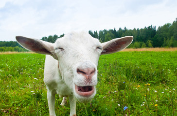 Funny white goat on green grass