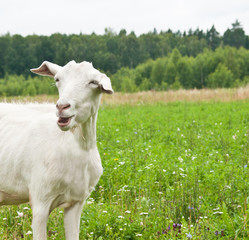 Funny white goat on green grass
