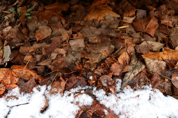 Withered leaves slightly covered with snow.