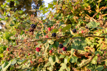 berries of viburnum on branch with leaves
