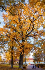 Naklejka premium autumn