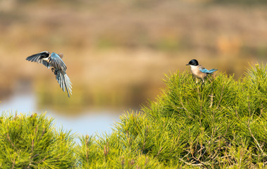 observação de aves