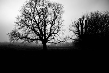 silhouette of a tree in the fog