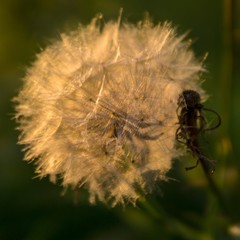 dandelion