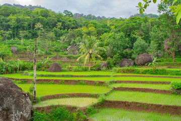 landscape view of rice fields and some of gigantic stone