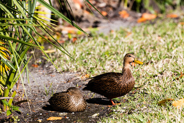 Two female ducks on Sanibel Island, Florida, USA