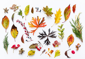 autumn leaves and berries on the white background