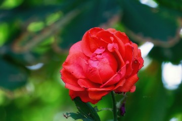 rose 2