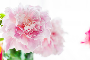fresh pink peony in the vase