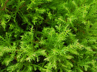 Lush juicy greens of Thuja Western Rheingold. Natural green background.