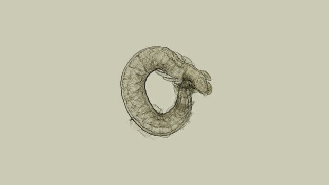 the Typhloscolex sp. worm under a microscope, class Polychaeta, type Annelida, has comb-shaped dorsal and ventral plates, holoplankton - it spends the entire life cycle in the form of plankton in the 