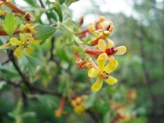 The blossoming jostaberry in a spring garden it is horizontal. Bush Josta with yellow flowers. Hybrid Ribes nigrum and gooseberry close up. Bio organic healthy outdoor produce garden.