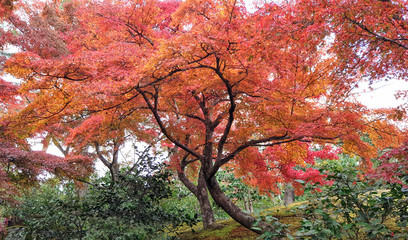 Naklejka premium Golden Pavilion in Autumn, Kinkaku-ji Buddhist Temple at Kyoto, Japan