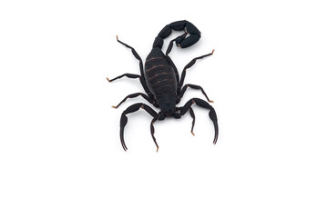 African venom Scorpion isolated on white background