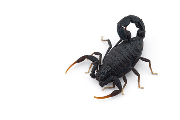 African venom Scorpion isolated on white background
