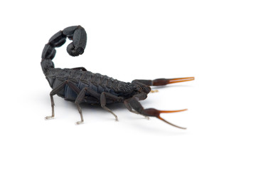 African venom Scorpion isolated on white background