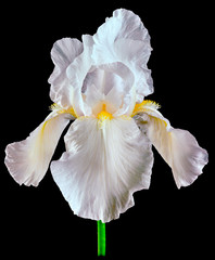 Fototapeta na wymiar iris white isolated on black
